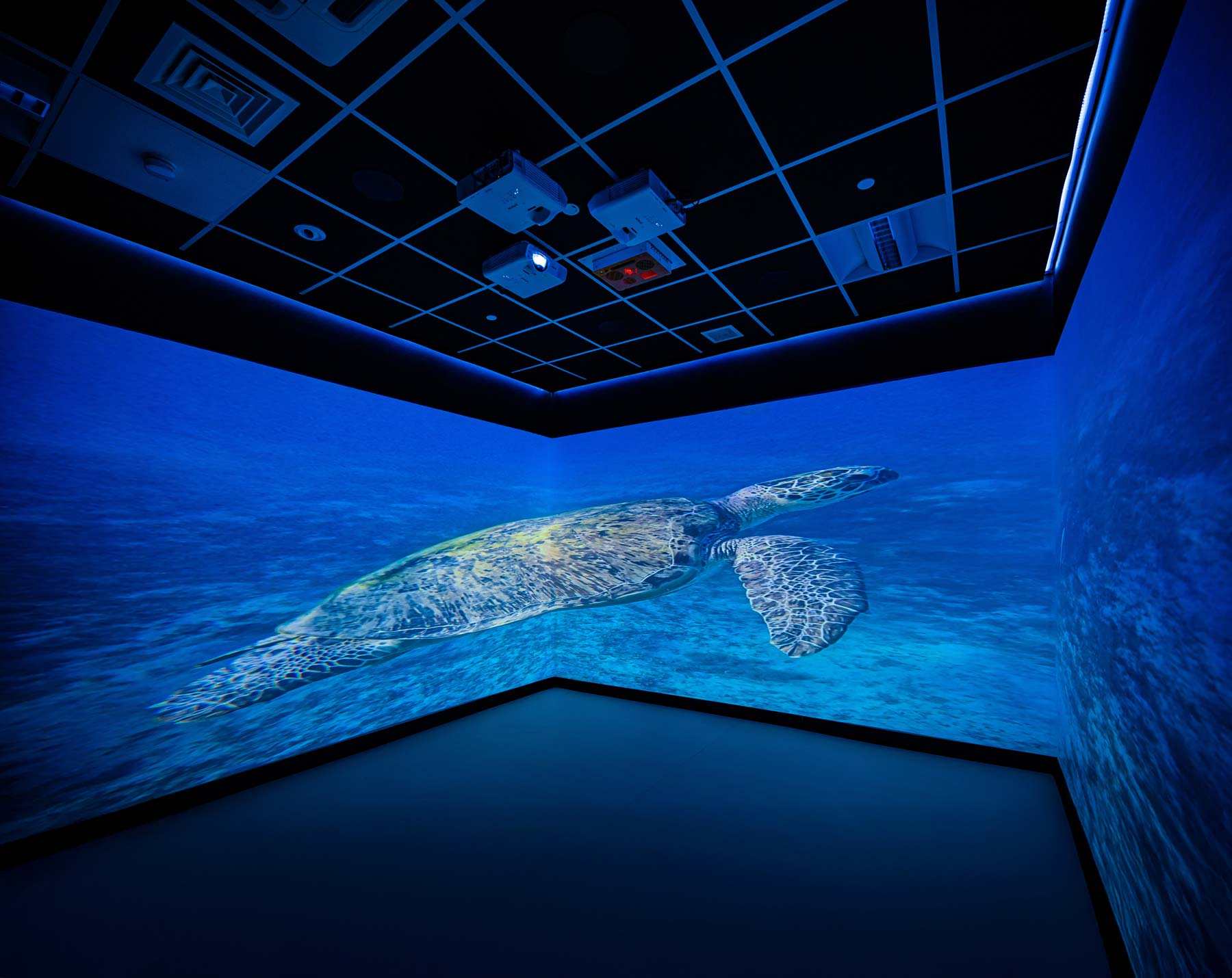 A 3 wall projection showcases a large sea turtle swimming in blue ocean water on the walls of a dark room, creating an immersive underwater ambiance.